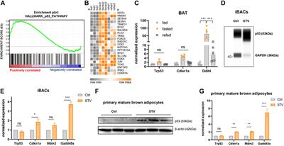 p53 Regulates a miRNA-Fructose Transporter Axis in Brown Adipose Tissue Under Fasting